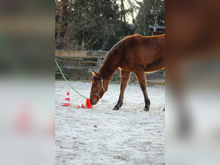 Mustang (amerikaans) Merrie 1 Jaar 155 cm Falbe in Siegen