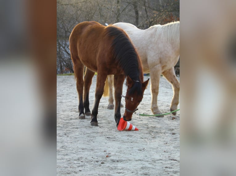 Mustang (amerikaans) Merrie 1 Jaar 155 cm Falbe in Siegen