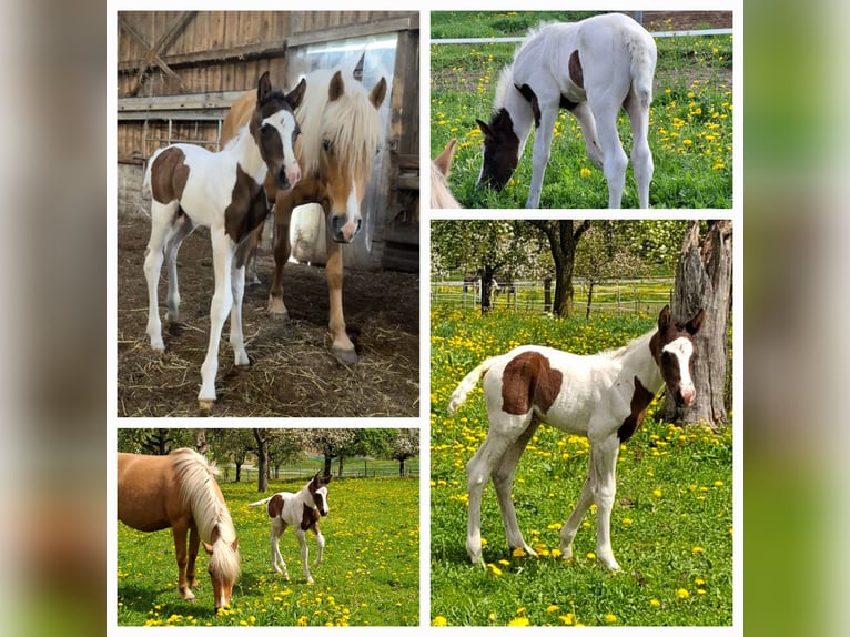 Mustang (amerikaans) Merrie 2 Jaar 155 cm in Kupferzell