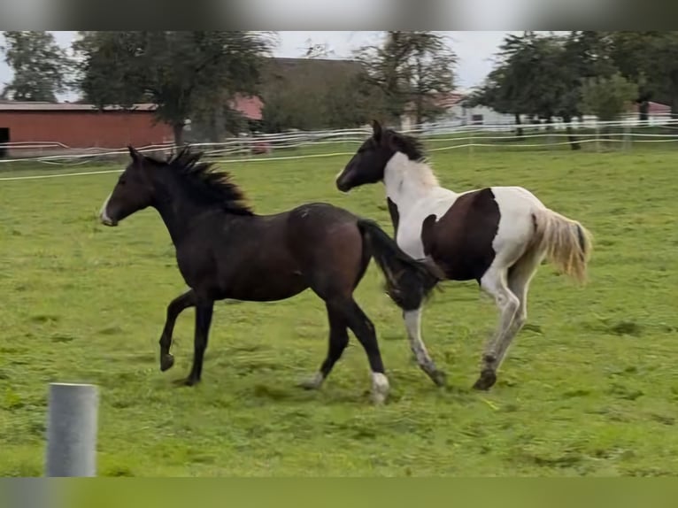 Mustang (amerikaans) Merrie 2 Jaar 155 cm in Kupferzell