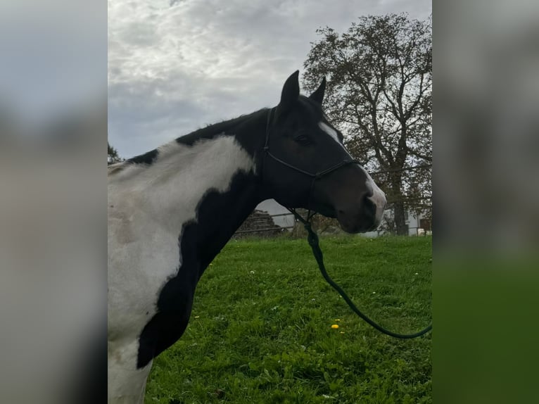 Mustang (amerikaans) Merrie 2 Jaar 155 cm in Kupferzell