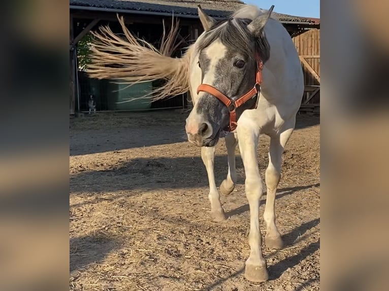 Mustang (amerikaans) Merrie 3 Jaar 140 cm Gevlekt-paard in Bad Hersfeld