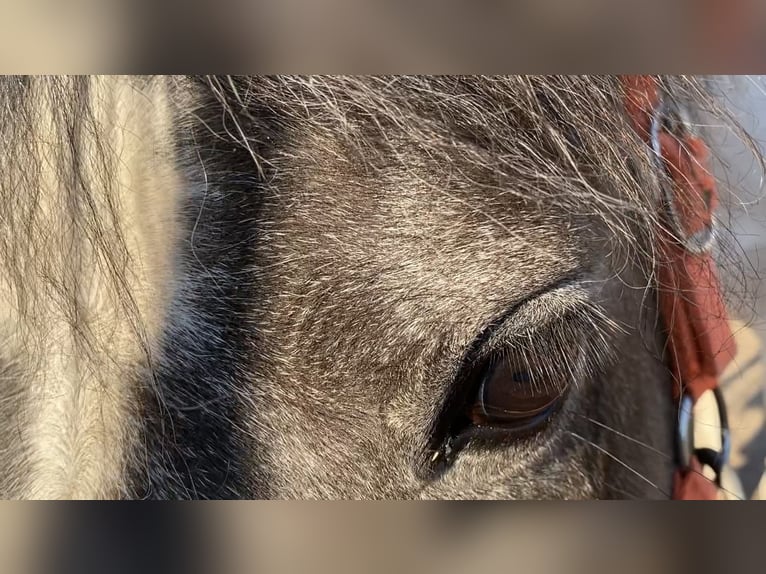 Mustang (amerikaans) Merrie 3 Jaar 140 cm Gevlekt-paard in Bad Hersfeld