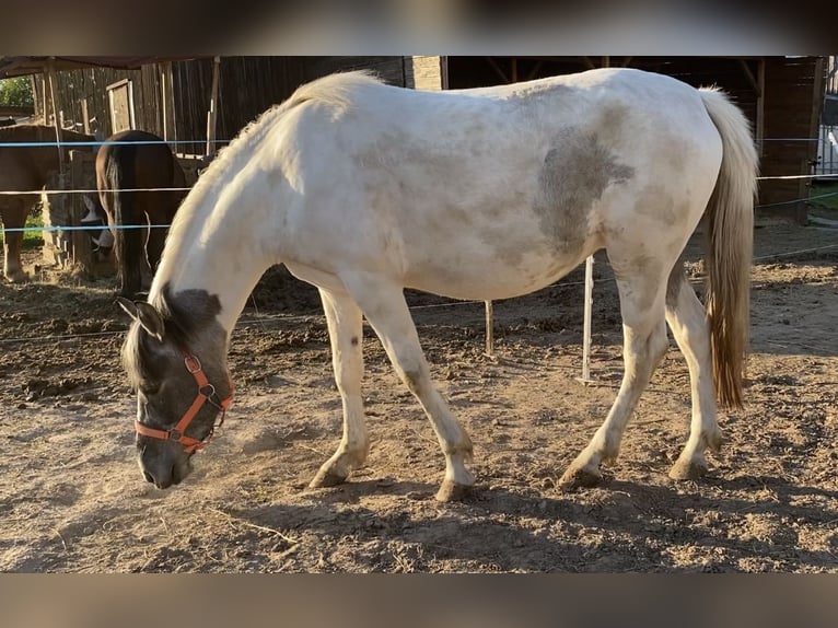 Mustang (amerikaans) Merrie 3 Jaar 140 cm Gevlekt-paard in Bad Hersfeld