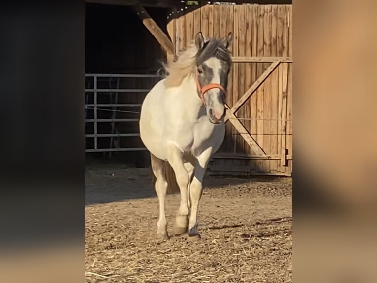 Mustang (amerikaans) Merrie 3 Jaar 140 cm Gevlekt-paard in Bad Hersfeld