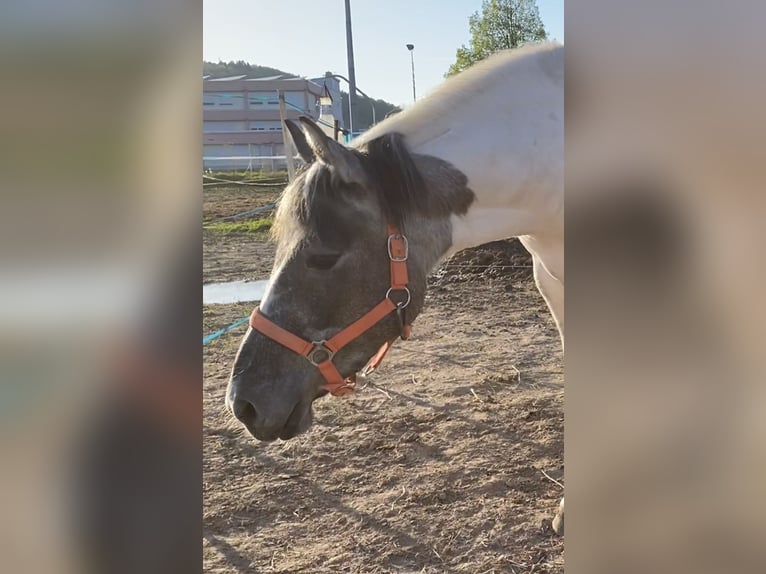 Mustang (amerikaans) Merrie 3 Jaar 140 cm Gevlekt-paard in Bad Hersfeld
