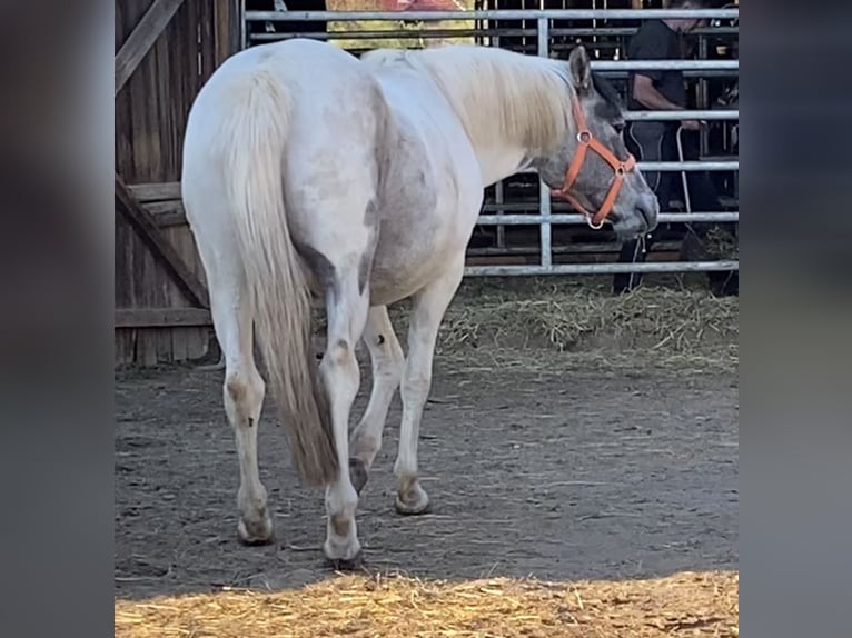 Mustang (amerikaans) Merrie 3 Jaar 140 cm Gevlekt-paard in Bad Hersfeld