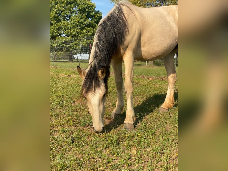 Mustang (amerikaans) Merrie 3 Jaar 146 cm Buckskin in 00