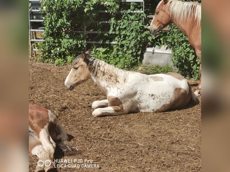 Mustang (amerikaans) Mix Merrie 3 Jaar 160 cm Palomino in BETTELDORF