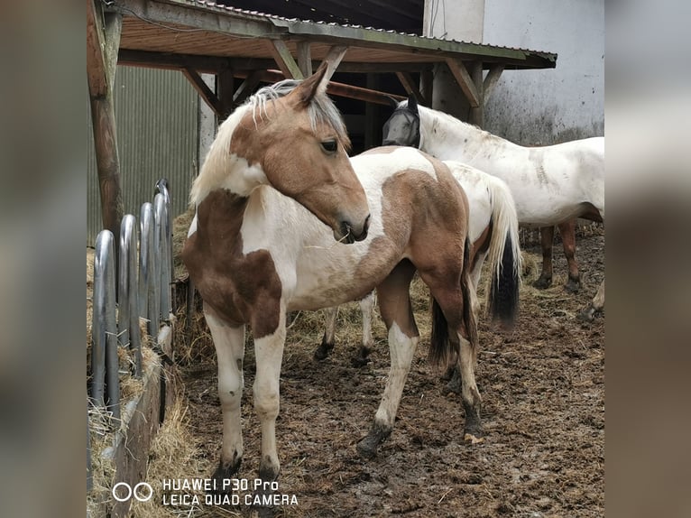 Mustang (amerikaans) Mix Merrie 3 Jaar 160 cm Palomino in BETTELDORF