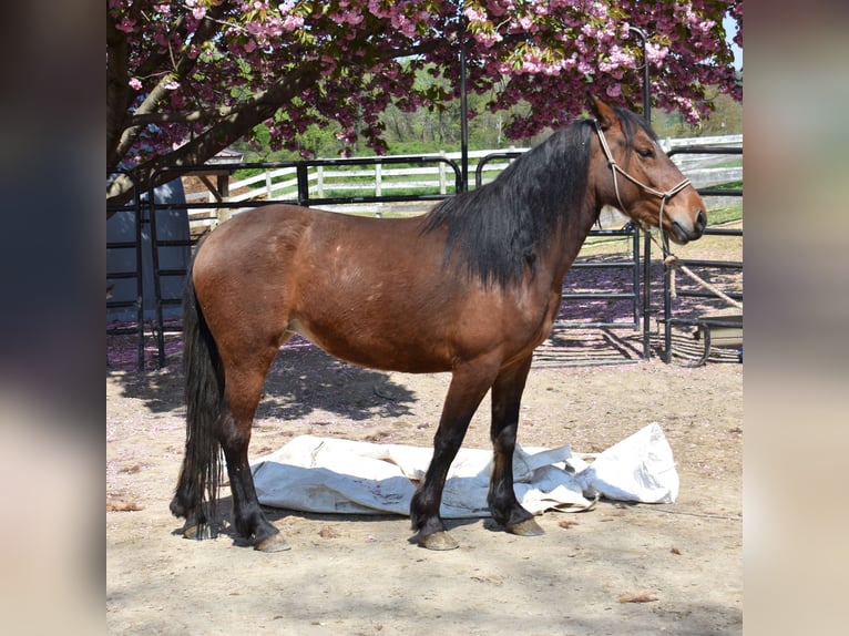 Mustang (amerikaans) Merrie 4 Jaar 142 cm Bruin in Morgantown