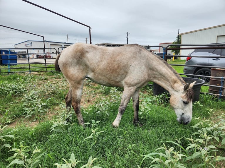 Mustang (amerikaans) Merrie 4 Jaar 142 cm Buckskin in 00
