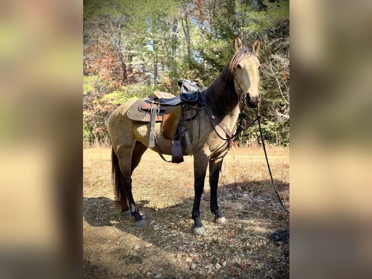 Mustang (amerikaans) Merrie 4 Jaar 152 cm Buckskin in Orange, MA