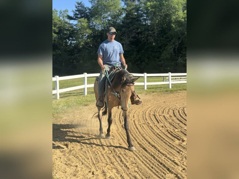 Mustang (amerikaans) Merrie 4 Jaar 152 cm Buckskin in Orange, MA