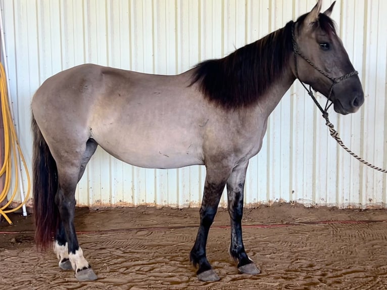 Mustang (amerikaans) Merrie 5 Jaar 140 cm Grullo in Lyons