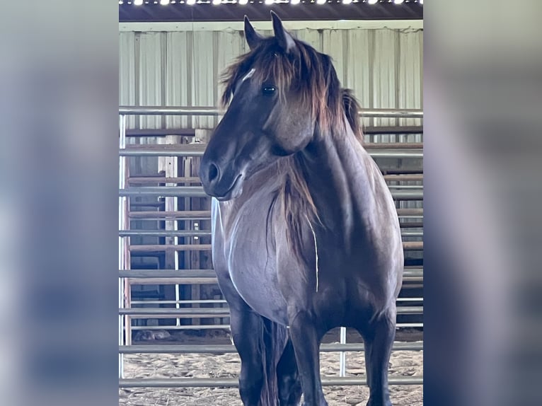 Mustang (amerikaans) Merrie 5 Jaar 148 cm Zwart in Lyons