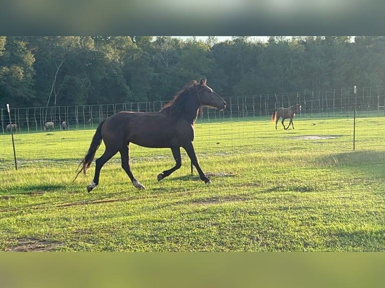 Mustang (amerikaans) Merrie 5 Jaar 148 cm Zwart in Lyons