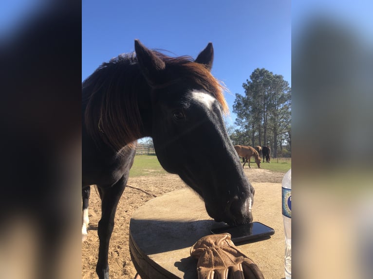 Mustang (amerikaans) Merrie 5 Jaar 148 cm Zwart in Lyons