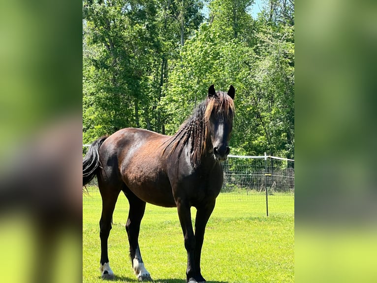 Mustang (amerikaans) Merrie 5 Jaar 148 cm Zwart in Lyons