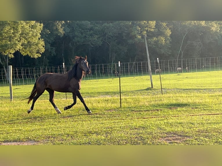 Mustang (amerikaans) Merrie 5 Jaar 148 cm Zwart in Lyons
