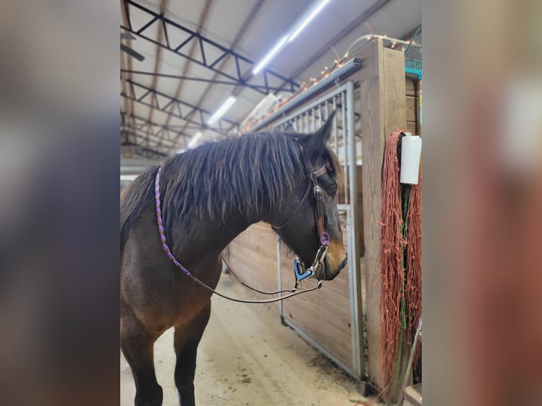 Mustang (amerikaans) Merrie 6 Jaar 142 cm Donkerbruin in Laceys Spring, AL