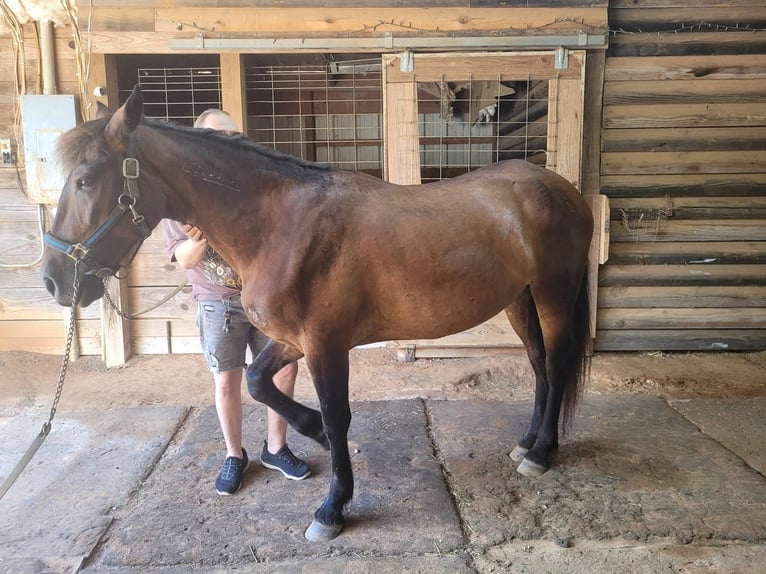 Mustang (amerikaans) Merrie 6 Jaar 142 cm Donkerbruin in Laceys Spring, AL