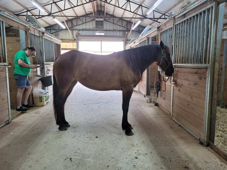 Mustang (amerikaans) Merrie 6 Jaar 142 cm Donkerbruin in Laceys Spring, AL