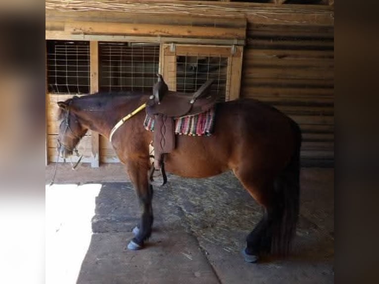 Mustang (amerikaans) Merrie 6 Jaar 142 cm Donkerbruin in Laceys Spring, AL