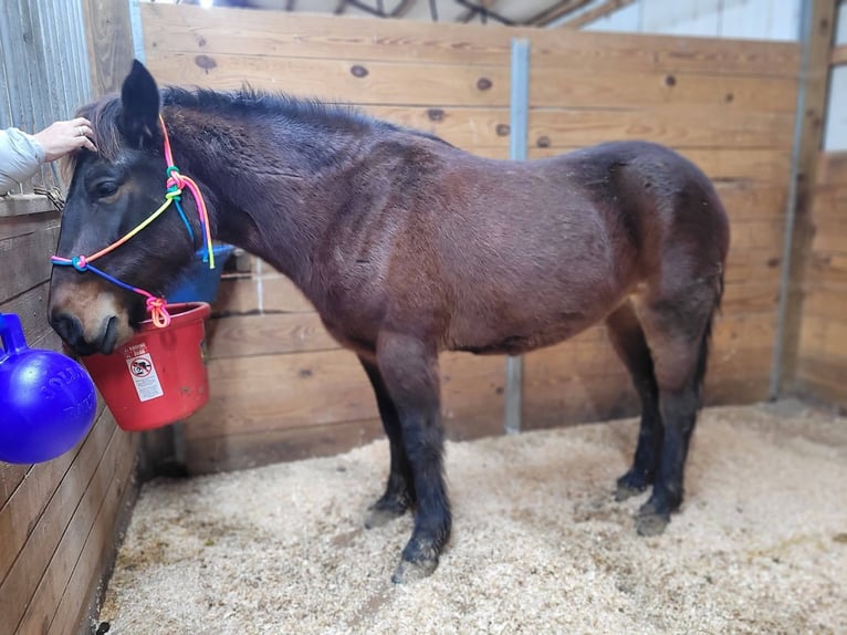 Mustang (amerikaans) Merrie 6 Jaar 142 cm Donkerbruin in Laceys Spring, AL