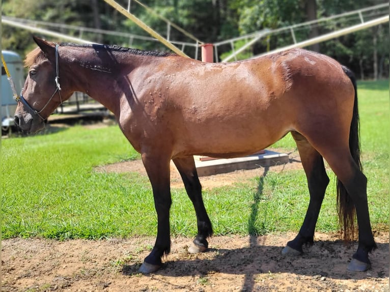 Mustang (amerikaans) Merrie 6 Jaar 142 cm Donkerbruin in Laceys Spring, AL