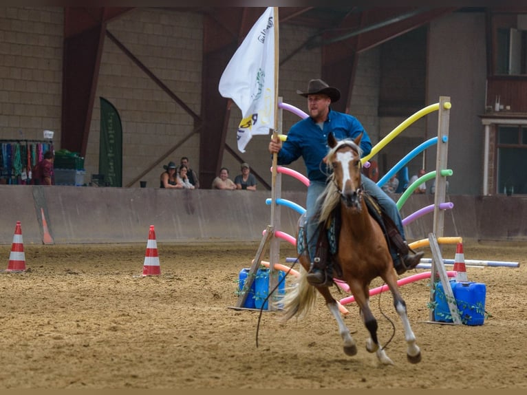 Mustang (amerikaans) Merrie 6 Jaar 145 cm Gevlekt-paard in GeelGeel