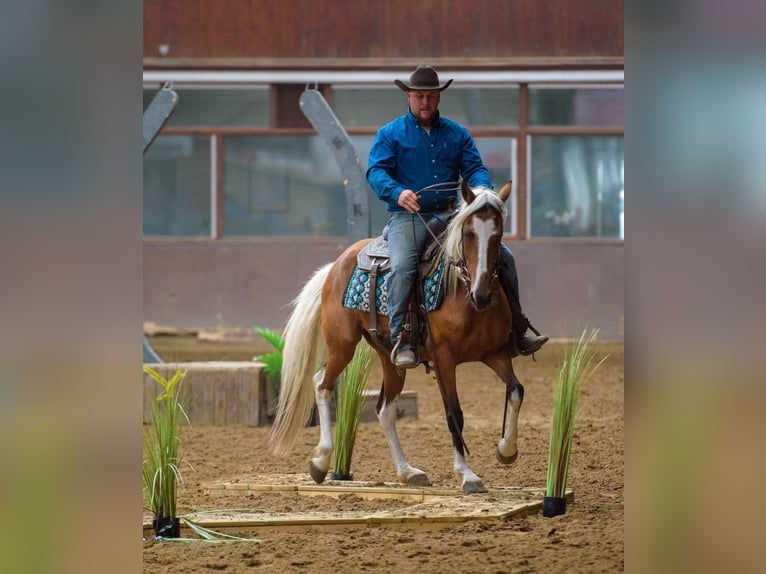 Mustang (amerikaans) Merrie 6 Jaar 145 cm Gevlekt-paard in GeelGeel
