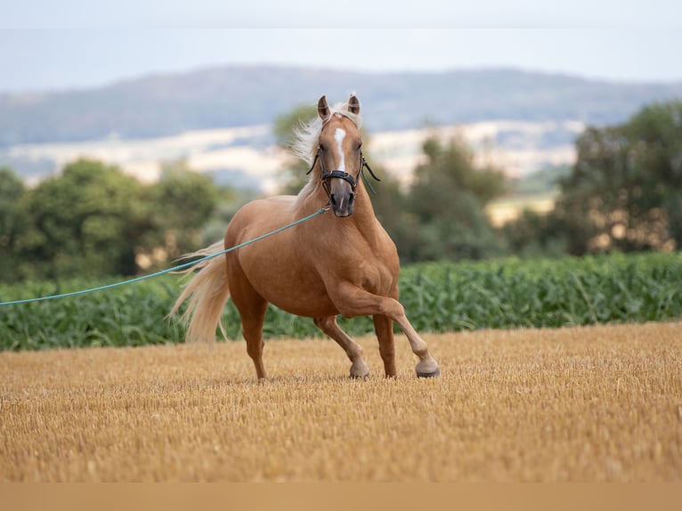 Mustang (amerikaans) Merrie 6 Jaar 145 cm Palomino in Borken