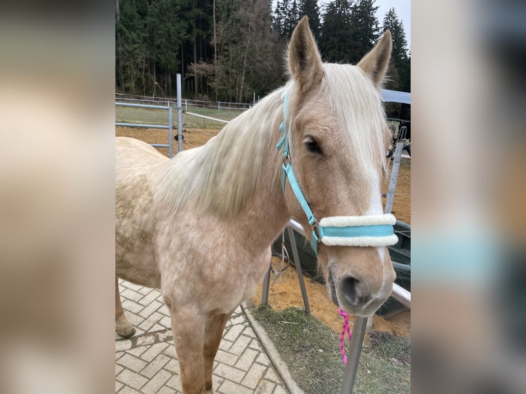 Mustang (amerikaans) Merrie 6 Jaar 147 cm Palomino in Selb