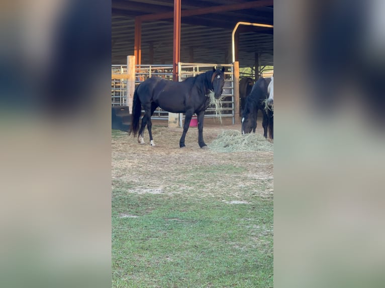 Mustang (amerikaans) Merrie 6 Jaar 148 cm Zwart in Lyons