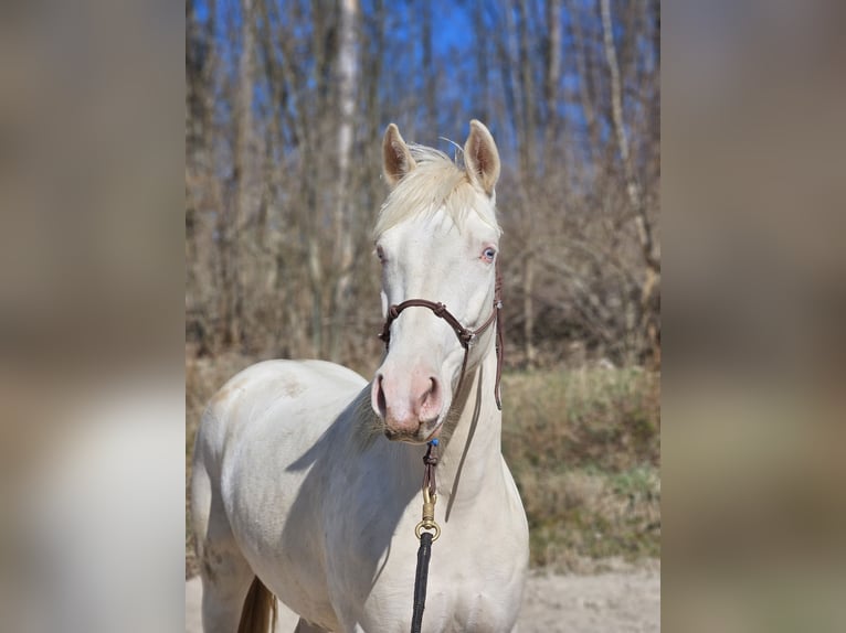 Mustang (amerikaans) Merrie 6 Jaar 153 cm Cremello in Taunusstein