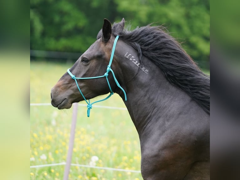 Mustang (amerikaans) Merrie 6 Jaar 153 cm Donkerbruin in Taunusstein