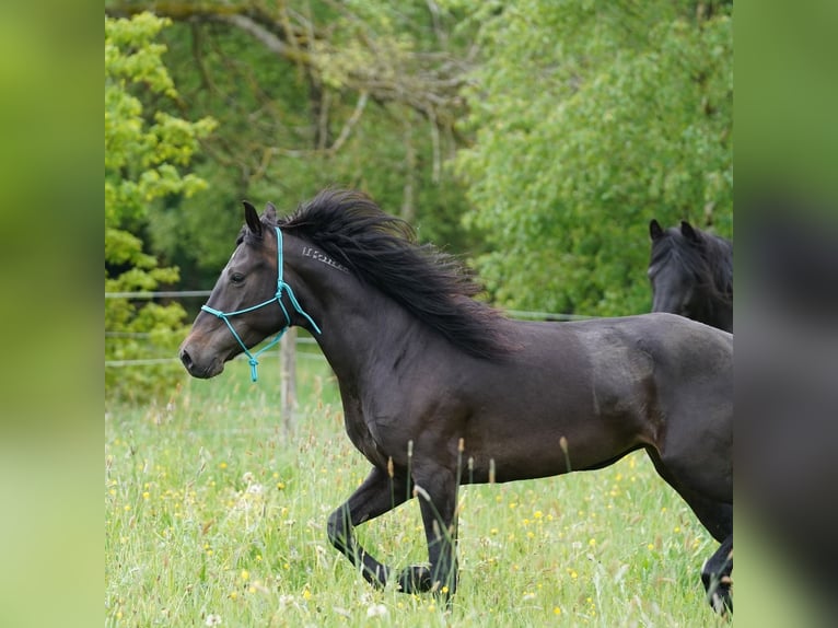 Mustang (amerikaans) Merrie 6 Jaar 153 cm Donkerbruin in Taunusstein