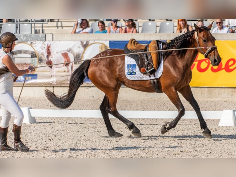 Mustang (amerikaans) Merrie 6 Jaar 156 cm Bruin in Landau an der Isar