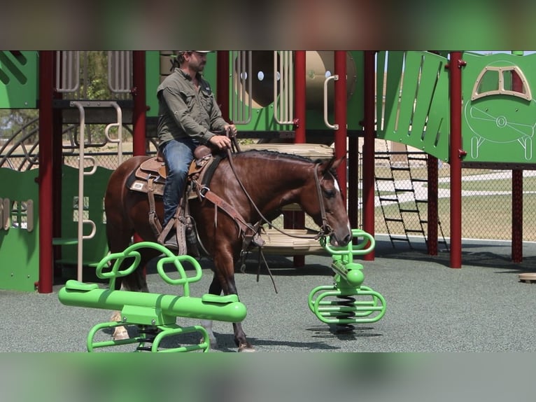 Mustang (amerikaans) Merrie 6 Jaar Roodbruin in Kaufman