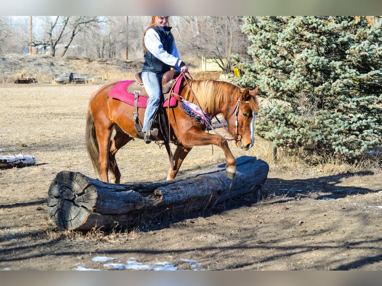 Mustang (amerikaans) Merrie 7 Jaar 142 cm Roodvos in Fort Collins