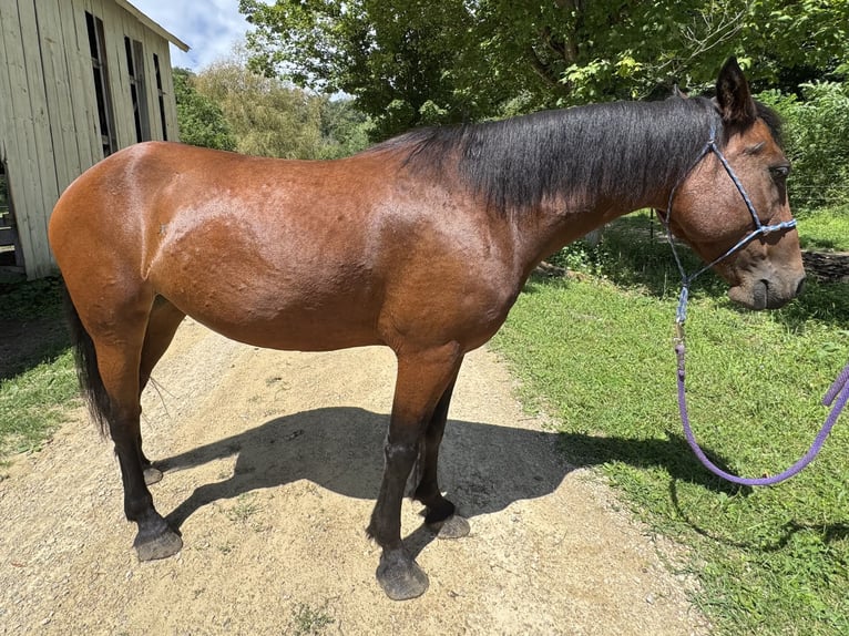 Mustang (amerikaans) Merrie 8 Jaar 142 cm Roodbruin in Viroqua