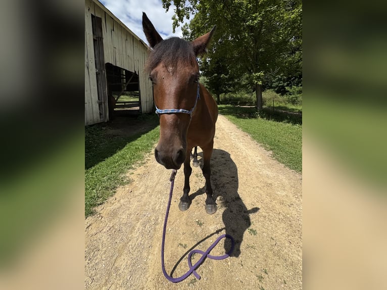 Mustang (amerikaans) Merrie 8 Jaar 142 cm Roodbruin in Viroqua