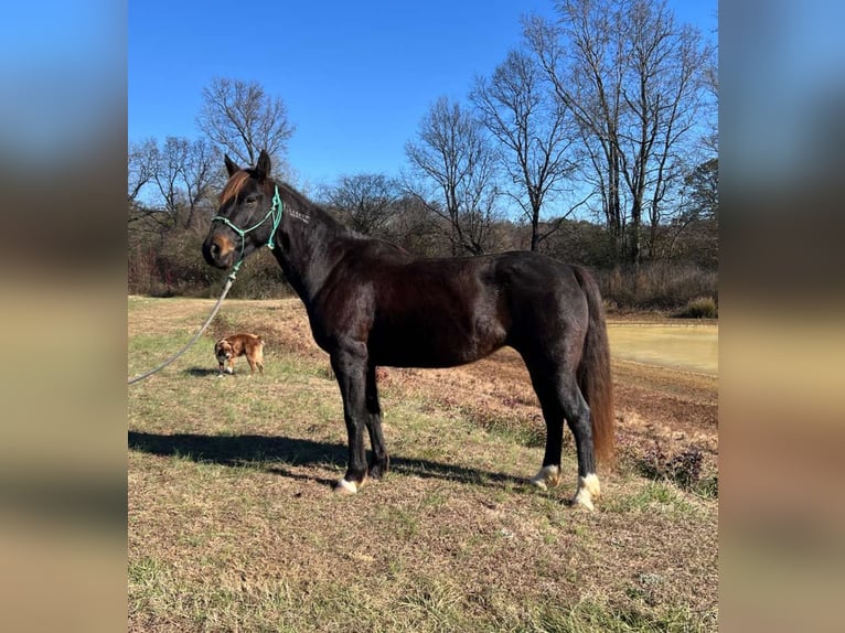 Mustang (amerikaans) Merrie 8 Jaar 147 cm Zwartbruin in 000