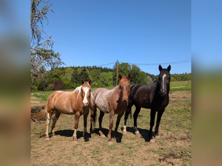 Mustang (amerikaans) Merrie 8 Jaar Gevlekt-paard in USA