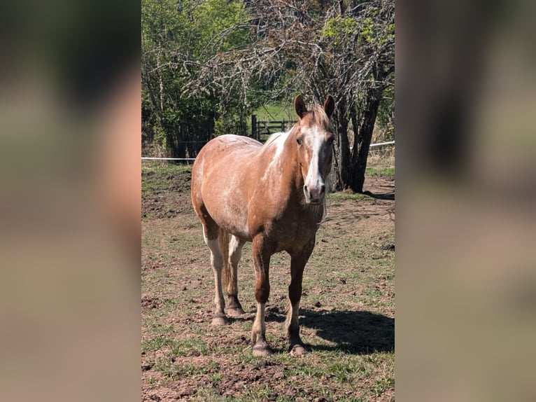 Mustang (amerikaans) Merrie 8 Jaar Gevlekt-paard in USA