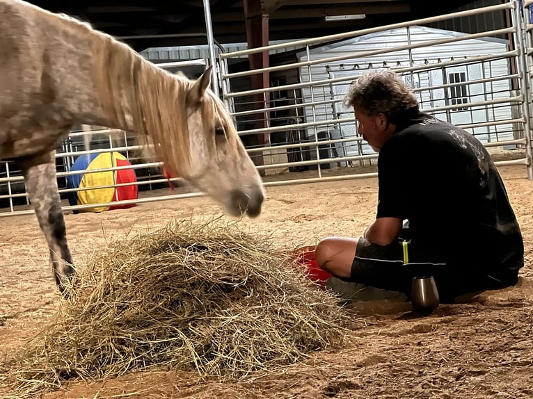 Mustang (amerikaans) Merrie 9 Jaar 146 cm Appelschimmel in Lyons