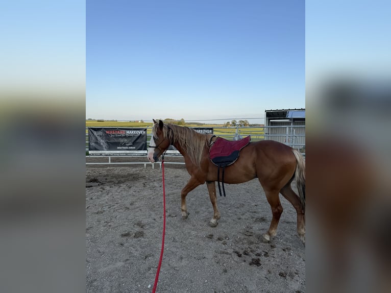 Mustang (amerikaans) Ruin 10 Jaar 146 cm Vos in Rot an der Rot