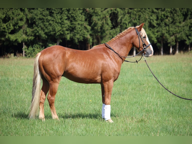 Mustang (amerikaans) Ruin 10 Jaar 146 cm Vos in Rot an der Rot