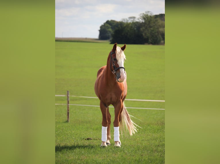 Mustang (amerikaans) Ruin 10 Jaar 146 cm Vos in Rot an der Rot